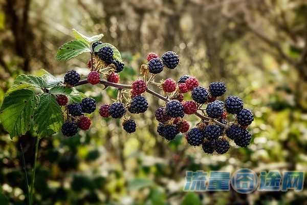 怎么跨省办移动花卡（怎么跨省办移动花卡套餐）3